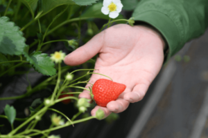 伊勢苺園のいちご
